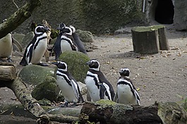 企鵝,動物園,存儲模塊