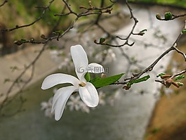 花,玉蘭,樹(shù)