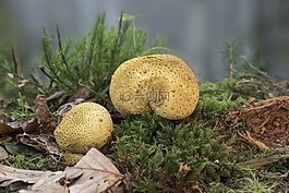 蘑菇,黃馬勃,bovist