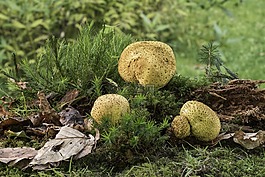 蘑菇,黃馬勃,bovist