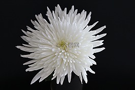 花,白,花的