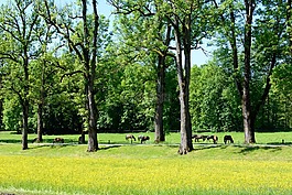 林蔭大道,大道,樹木