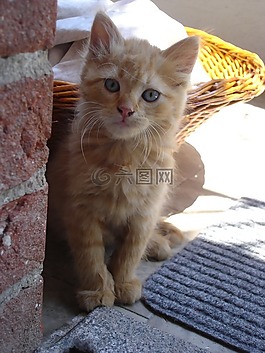 猫,红猫,小猫