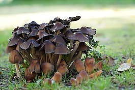 蘑菇,秋季,森林
