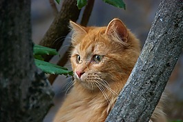 红猫,猫,猫的肖像