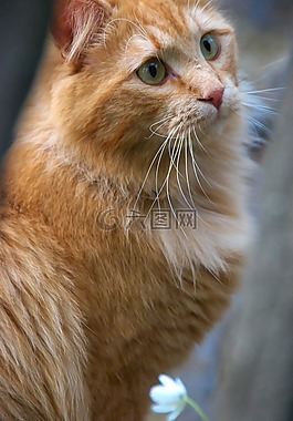 红猫,猫,猫的肖像