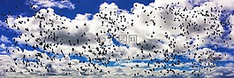 性質(zhì),動(dòng)物,鳥