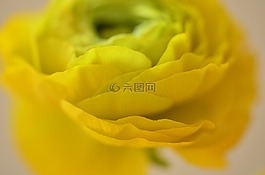 毛茛屬植物,花,黃色