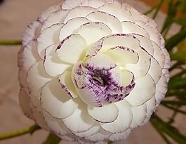 開花,花,毛茛屬植物