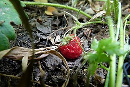 草莓,花園,水果