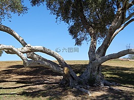 樹,景觀,景區(qū)