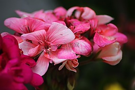 花,粉紅色,裝修