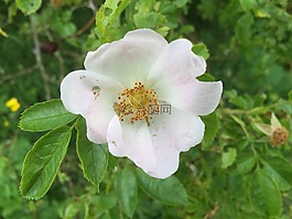 花,玫瑰,野玫瑰
