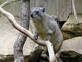 procavia 貉子,搖滾蹄兔,開普敦非洲蹄兔