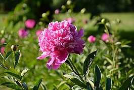 花園,花,牡丹