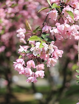 粉紅色,鮮花,蜜蜂