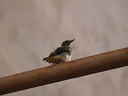 鳥,管,性質(zhì)