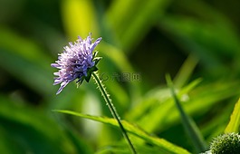 花,廠,草