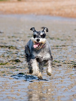 schnauzer,迷你雪納瑞,狗