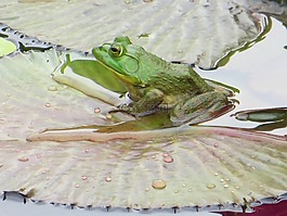 青蛙,池,水