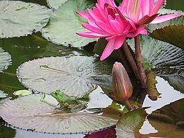 青蛙,池,水