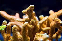 珊瑚,礁,海