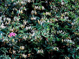 花園,春,鮮花