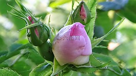 玫瑰,芽,粉紅色