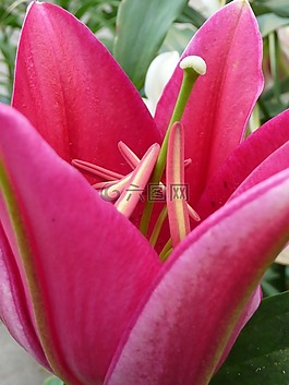 開花,紅色,百合