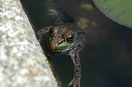 青蛙,池,水