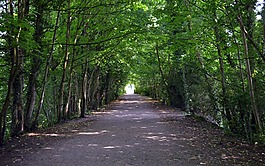 樹(shù),隧道,路徑