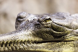 gavial,鄂,鱷魚