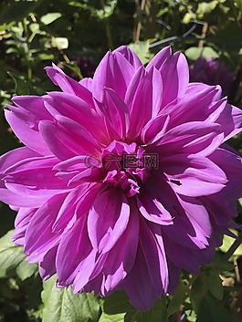 花,洋紅色,粉紅色