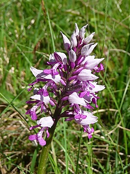 蘭花,花,野花
