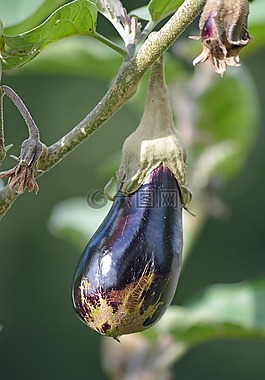 蔬菜,茄子,菜园