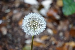 蒲公英,花,植物區(qū)系