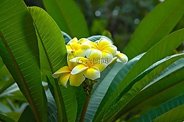 開花,花,黃色