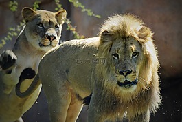 母獅,獅子,野生動物園