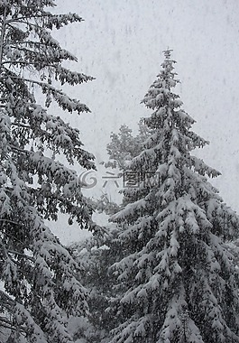 雪,松,冬天