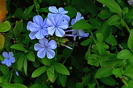 鮮花,丁香,花瓣