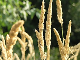 冬天,小麥,農(nóng)業(yè)