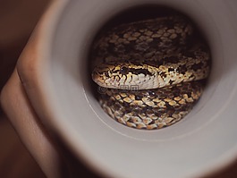 蛇,爬行動物,體重秤