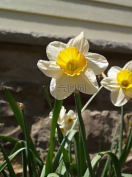 鮮花,春,院子里