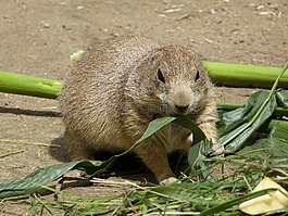 草原土撥鼠,動(dòng)物園,嚙齒動(dòng)物