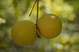 橙色,樹(shù),水果