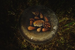抽象,松球果,自然