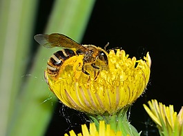昆蟲,膜翅目,andrena