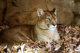 動物,米色,貓