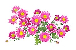 鮮花,花,植物