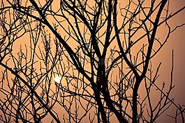 黄昏的树,透过阳光,夕阳